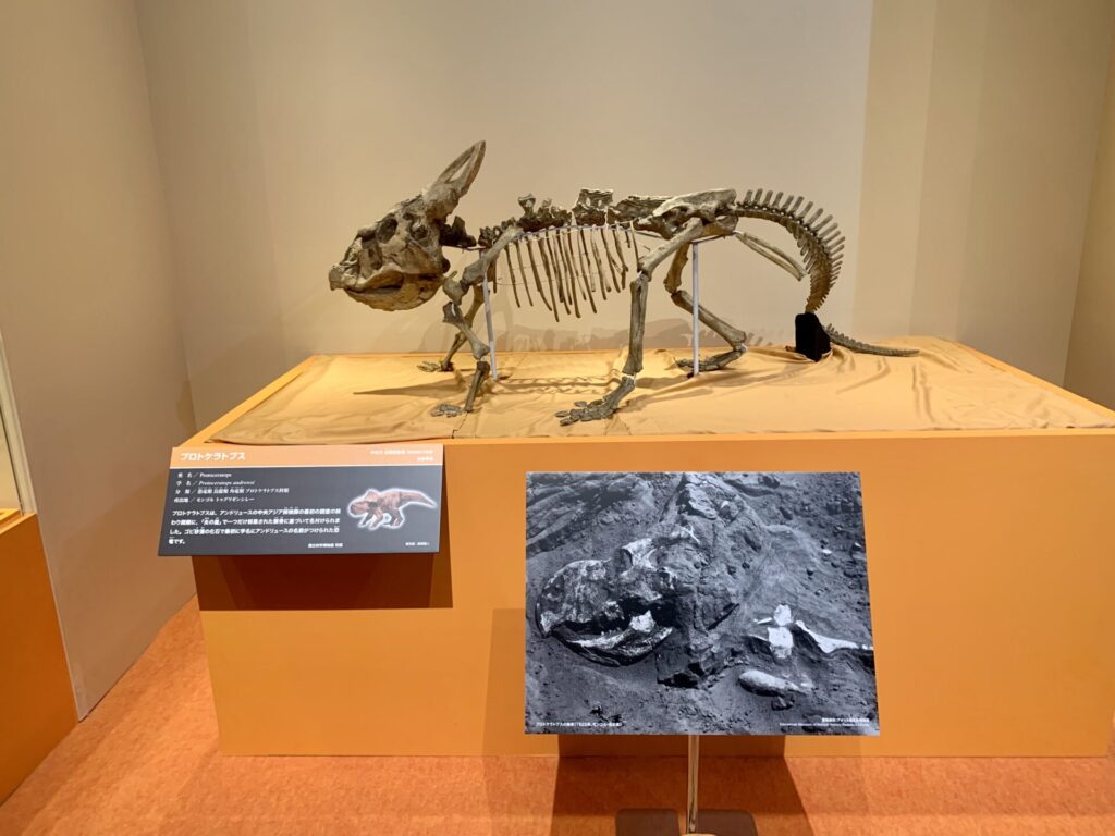 恐竜標本